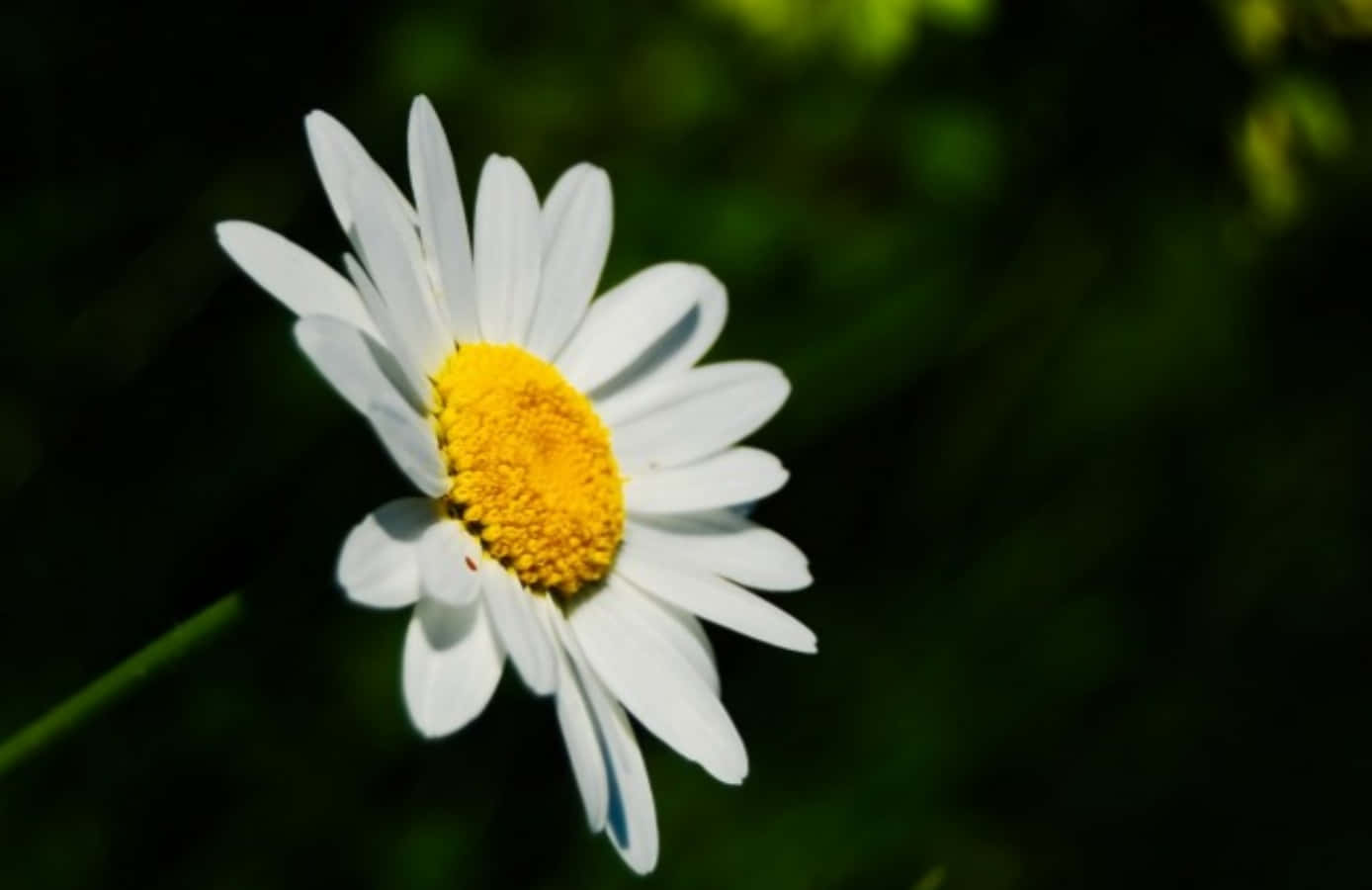 Fragrant Daisy Flower Picture