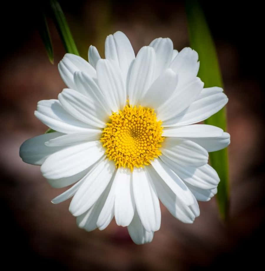 Artful Daisy Flower Picture