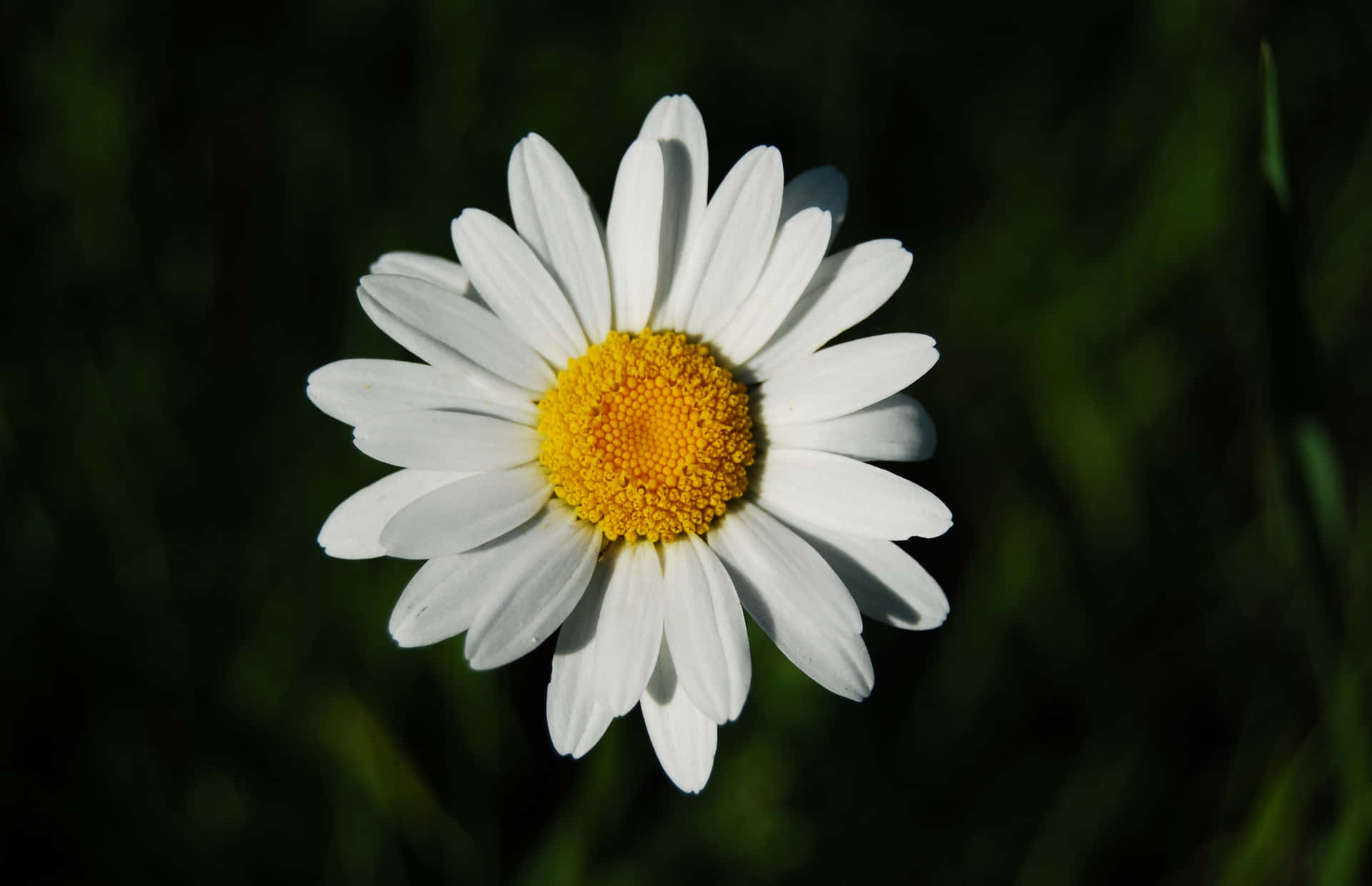 Fascinating Daisy Flower Picture