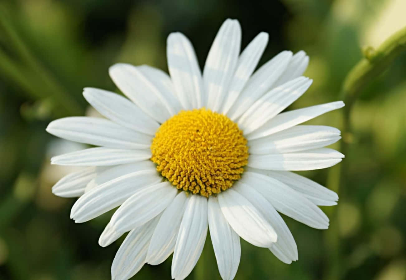 Striking Daisy Flower Picture