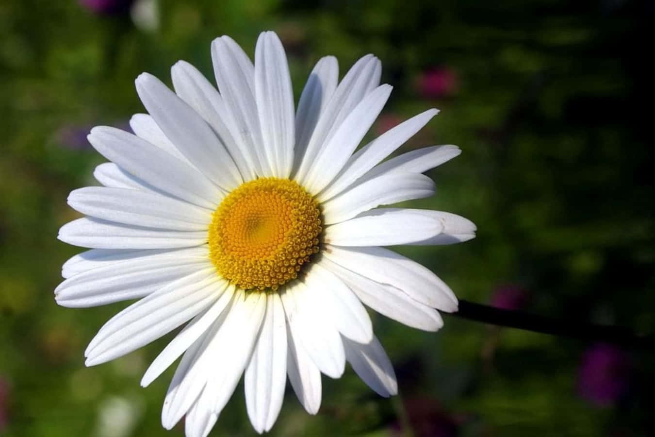Mesmerizing Daisy Flower Picture