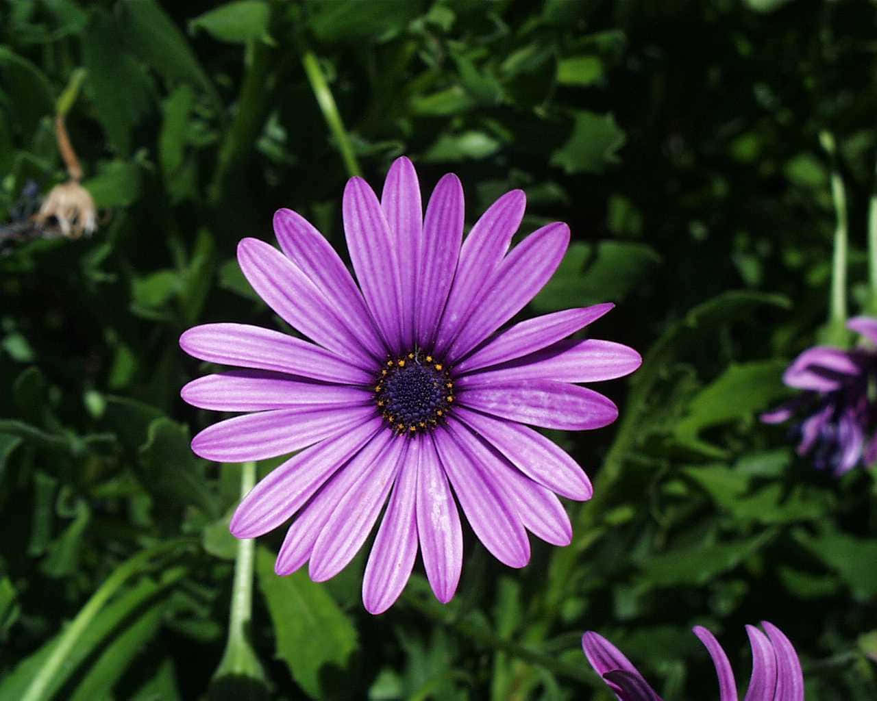 Expressive Daisy Flower Picture
