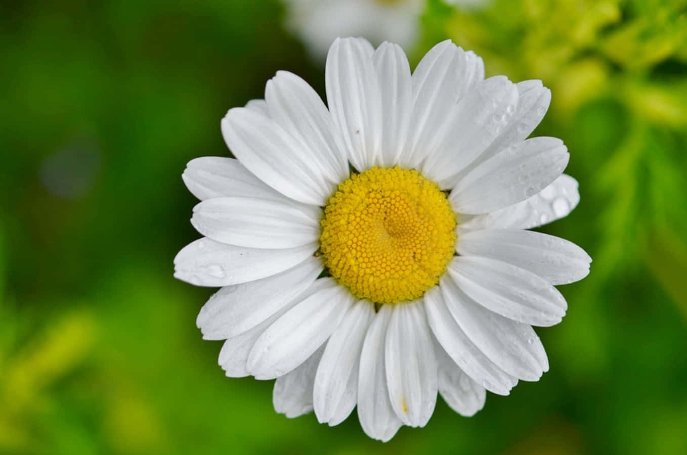 Pretty Daisy Flower Picture