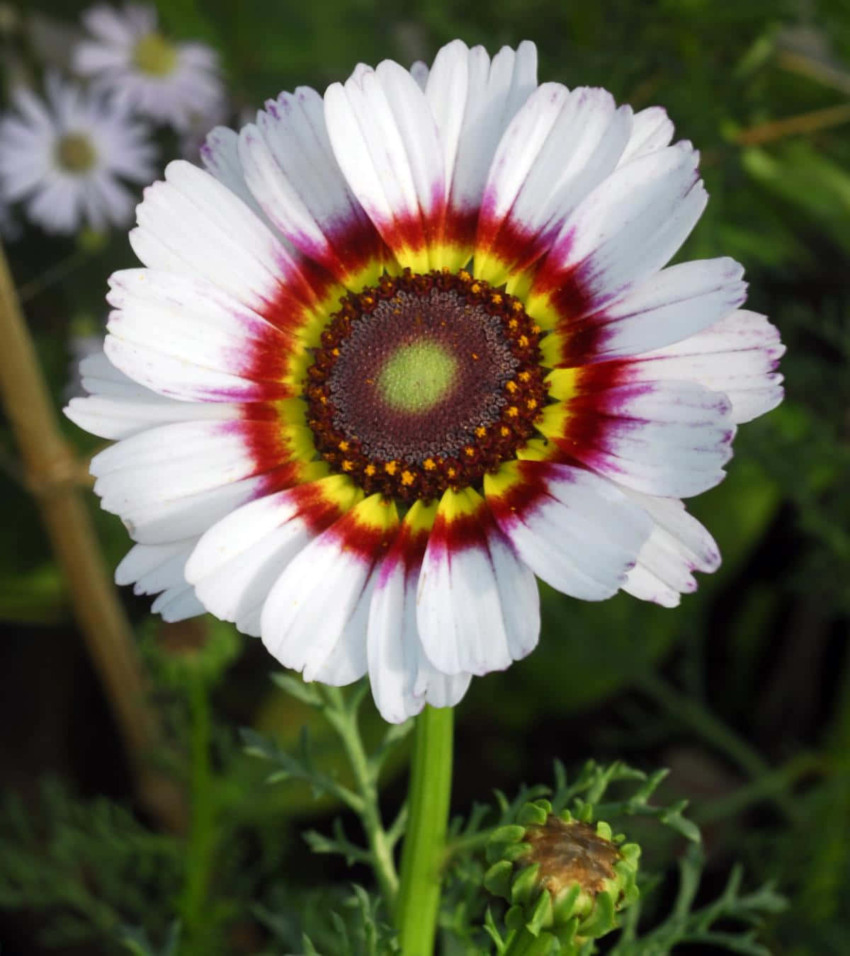 Exotic Daisy Flower Picture
