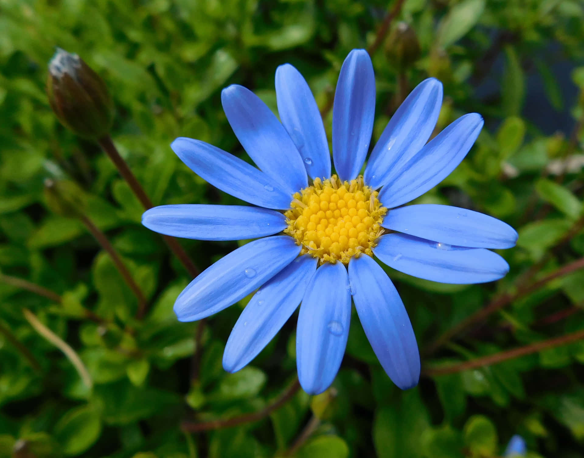 Blommandebilden Av Daisy-blomma