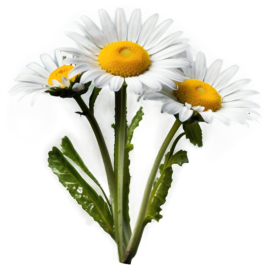 Download Daisy Flower Png Gnu | Wallpapers.com