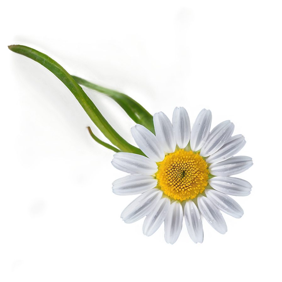 Daisy Flower Transparent Png 05252024 PNG