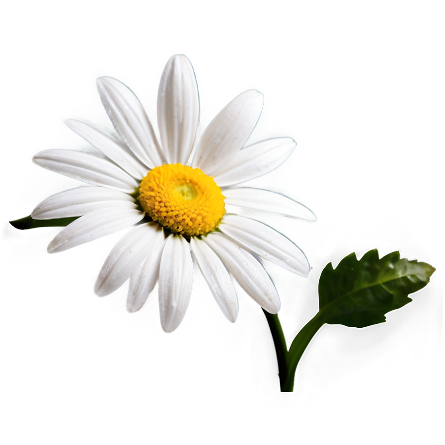 Daisy Flower Transparent Png 05252024 PNG