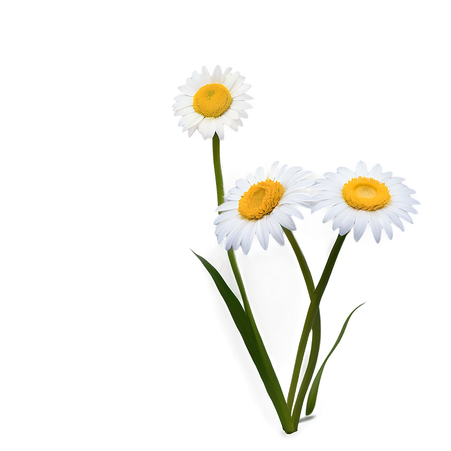 Daisy Flower Transparent Png 48 PNG