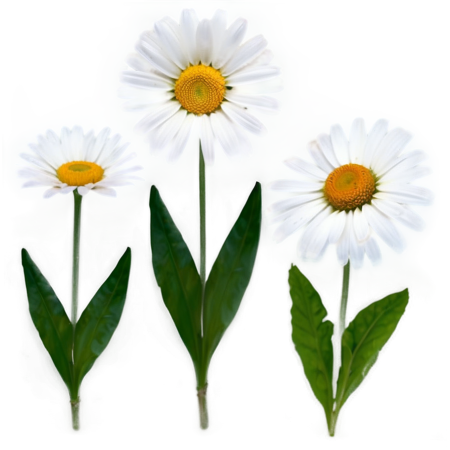 Daisy Flower Transparent Png Alb96 PNG