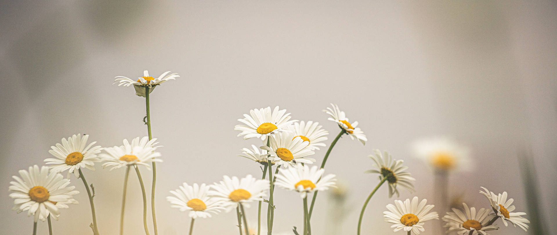 Daisy blomster i svagt filter 4k Wallpaper