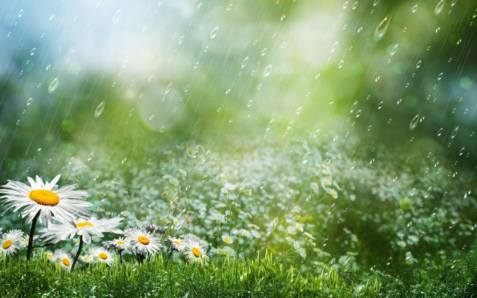 Daisy Flowers Most Beautiful Rain