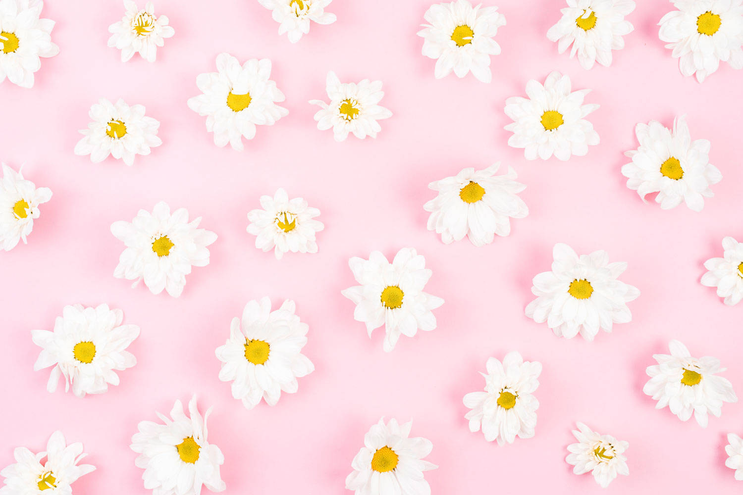 Daisyblumen Weißes Muster Wallpaper