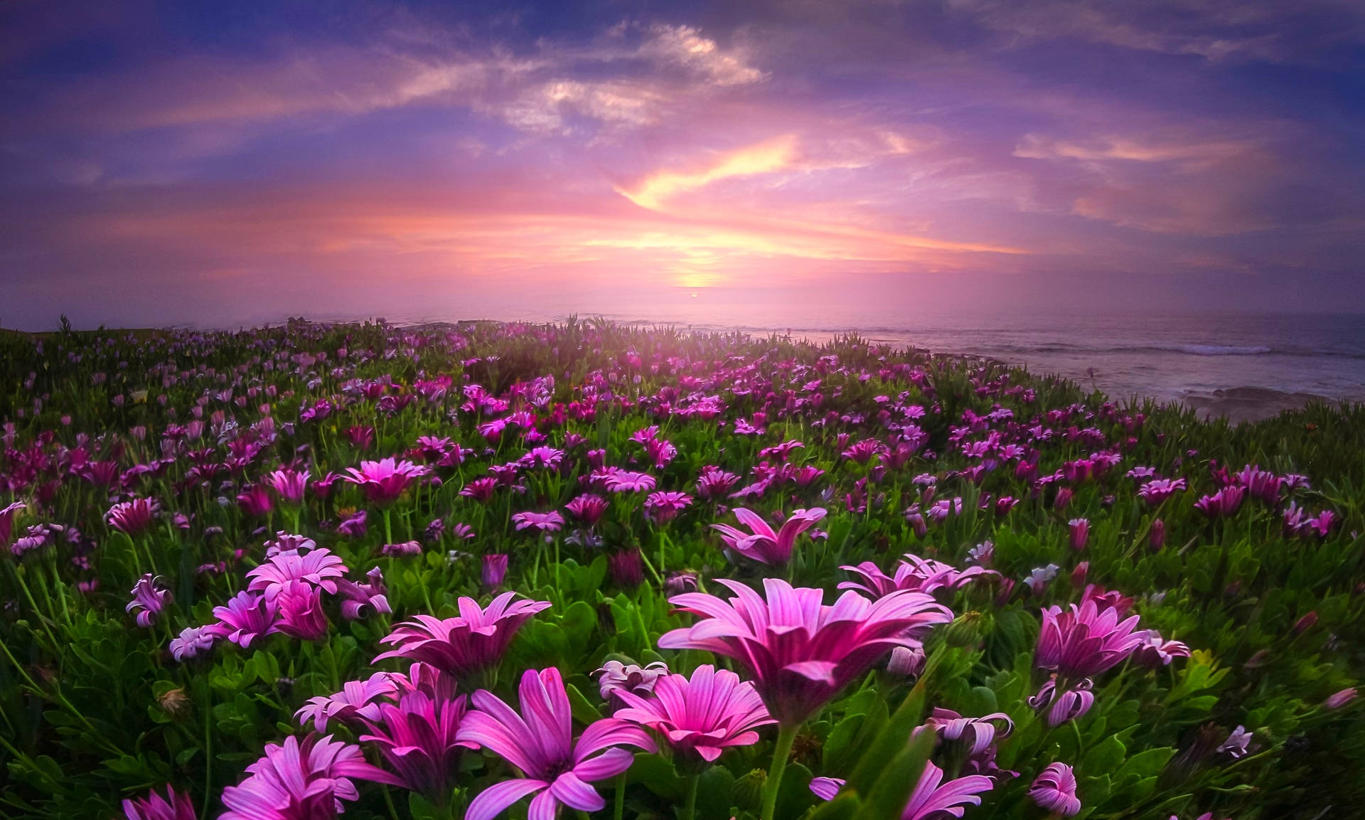 Daisy Garden With Purple Sunset Wallpaper