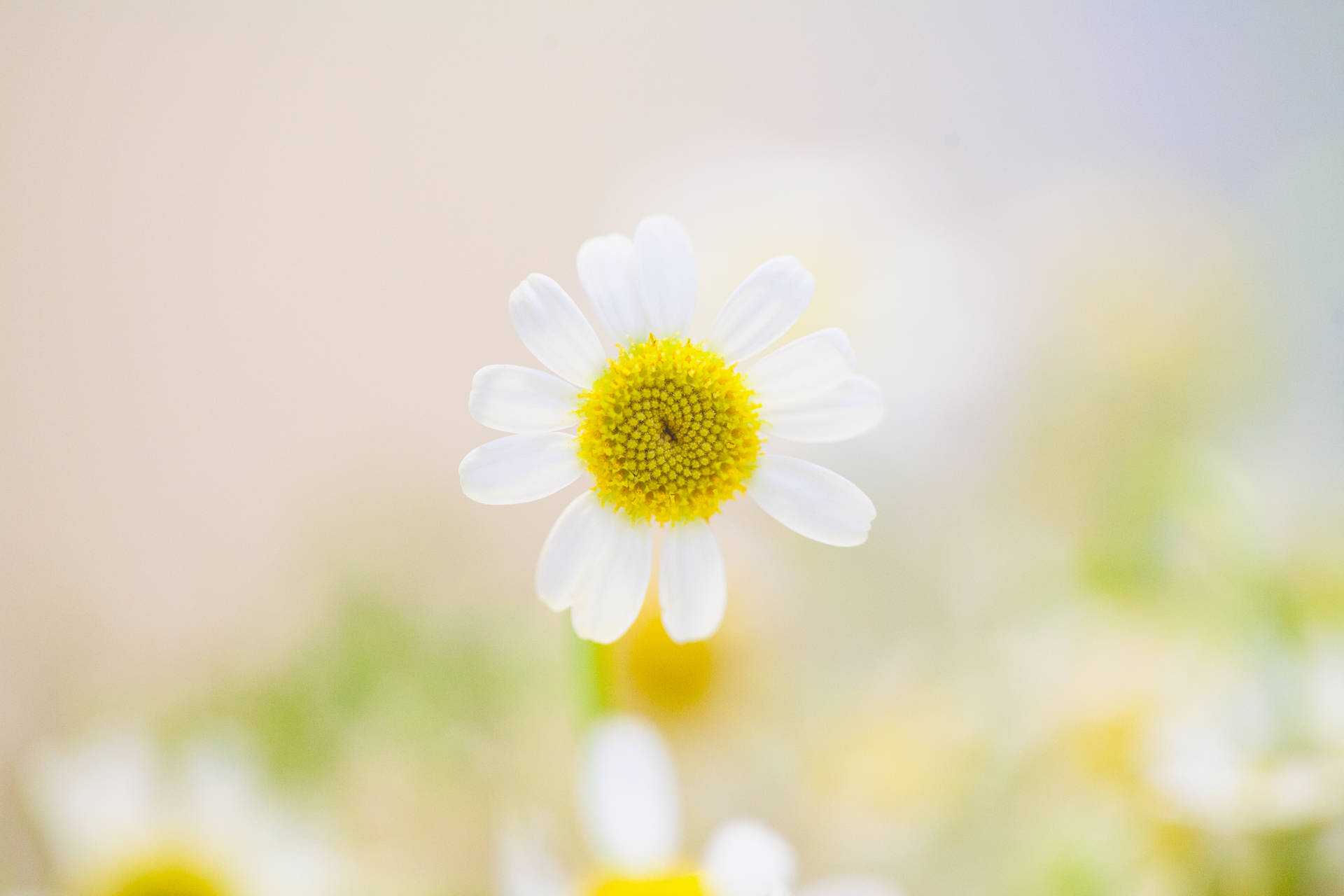 Daisy In Nature Blurred Background