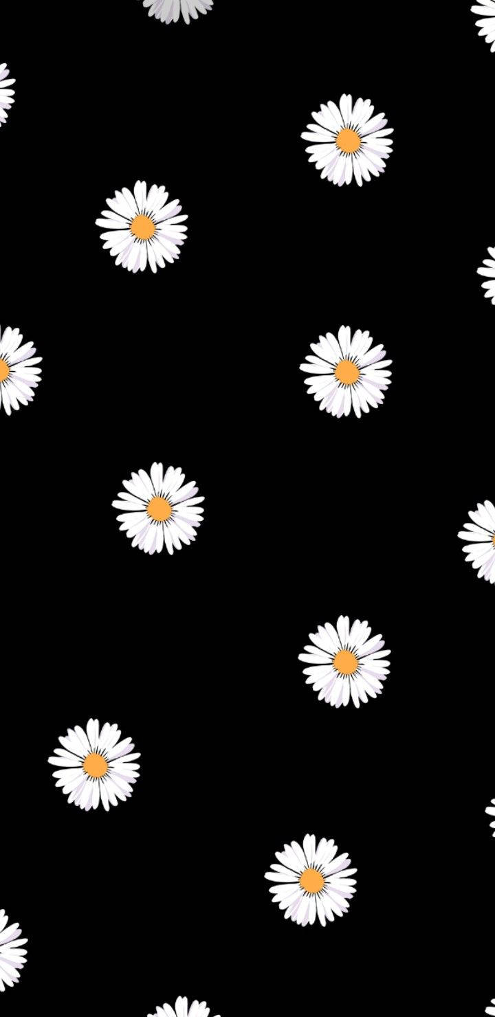 Daisy Iphone On Black Background Wallpaper