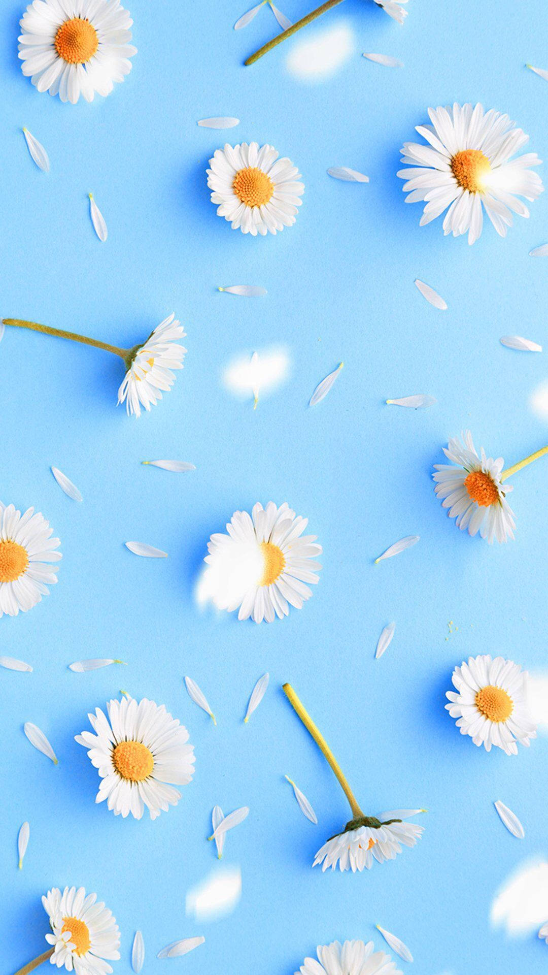 Daisy Iphone On Pastel Blue Surface Wallpaper