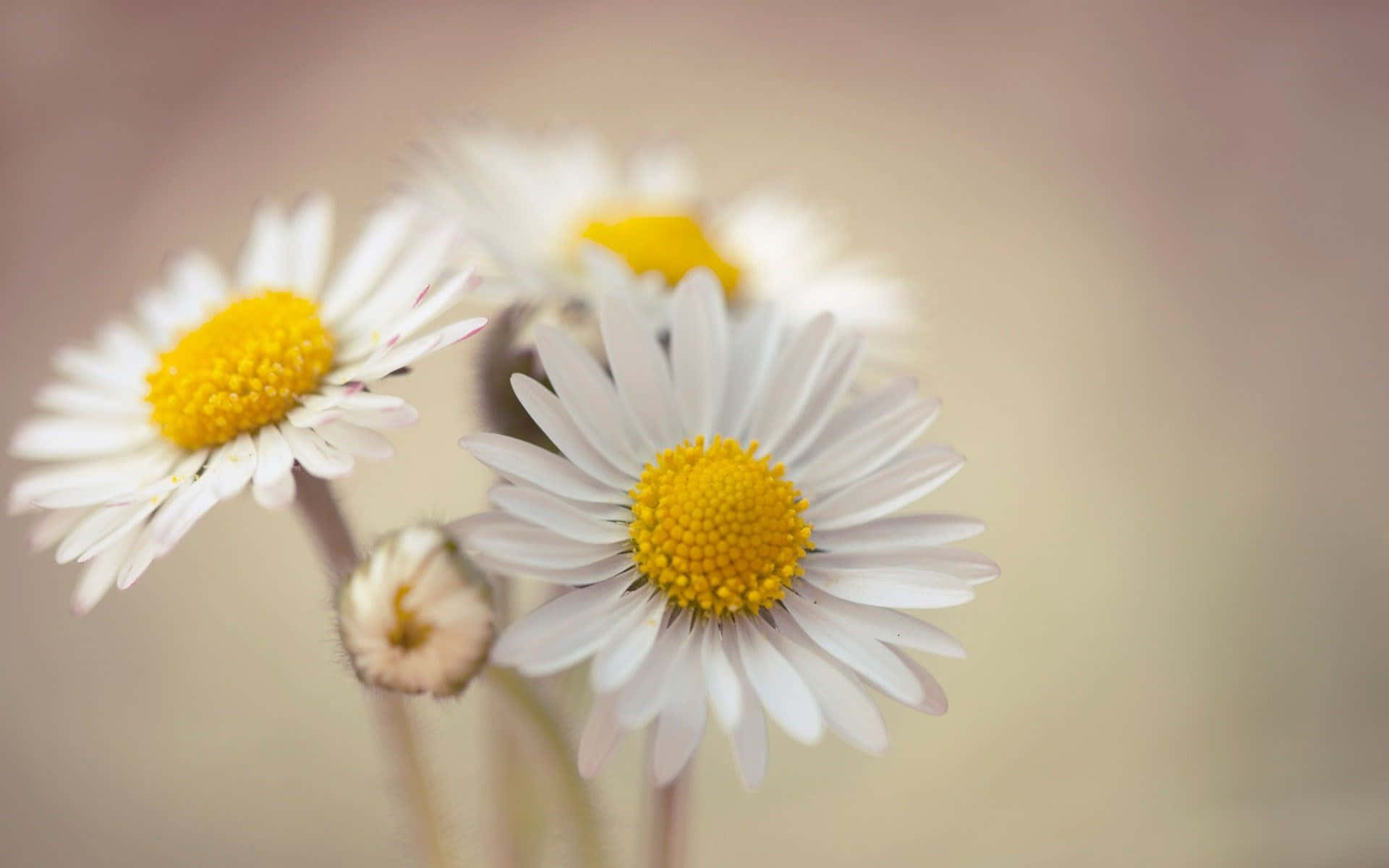 Daisy blomst - et tæt kig på tre margueritter Wallpaper