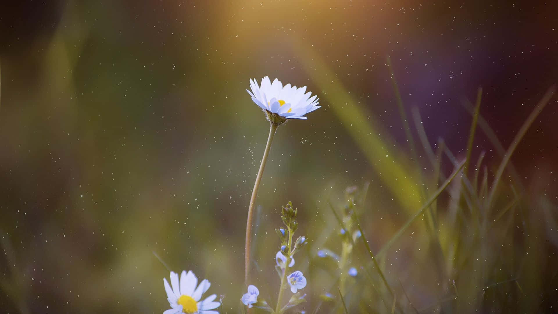 Daisy Laptop - Smooth, Easy, Perfect Wallpaper