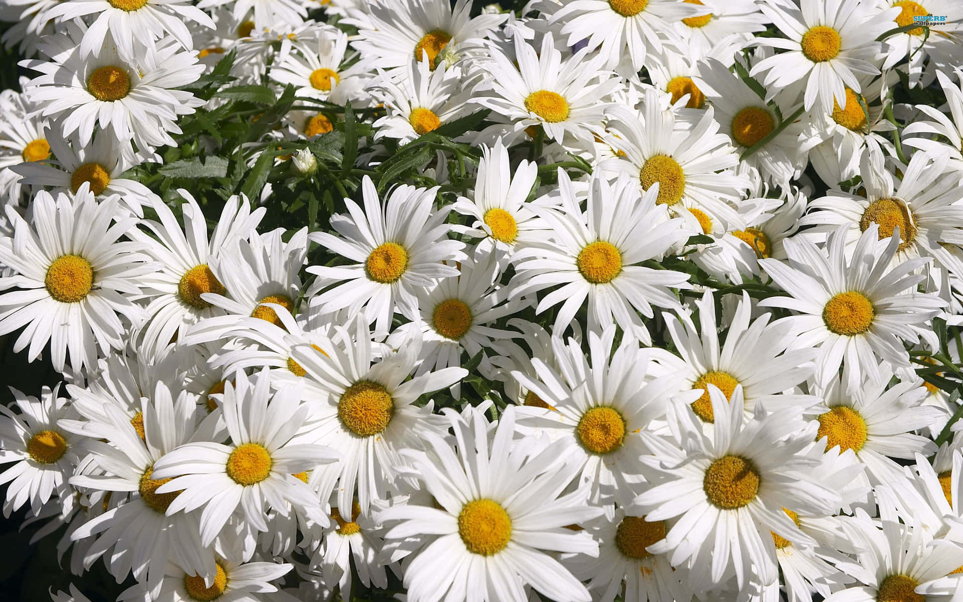 Caption: Vibrant Daisy Blooming on Laptop Screen Wallpaper