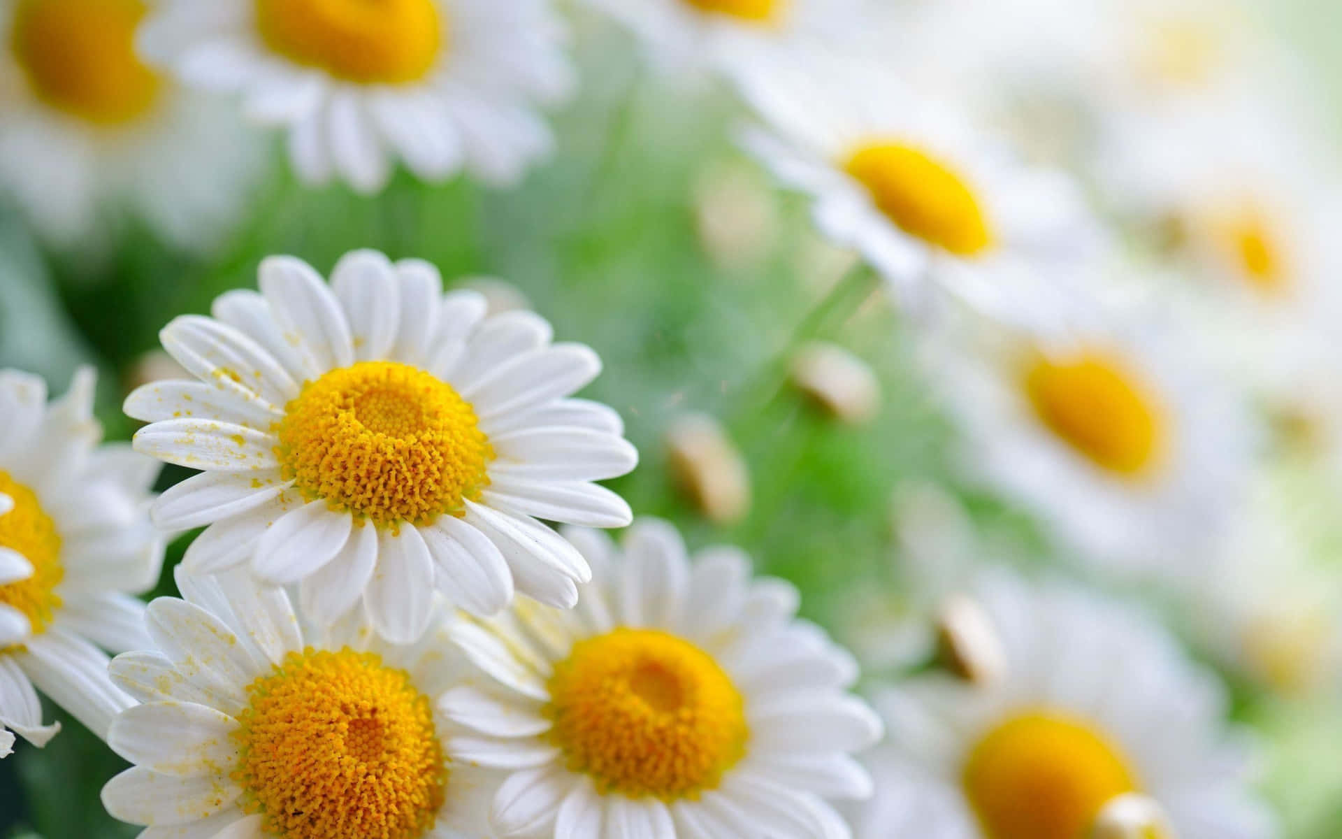 A Close Up Of White Daisies With Yellow Centers Wallpaper