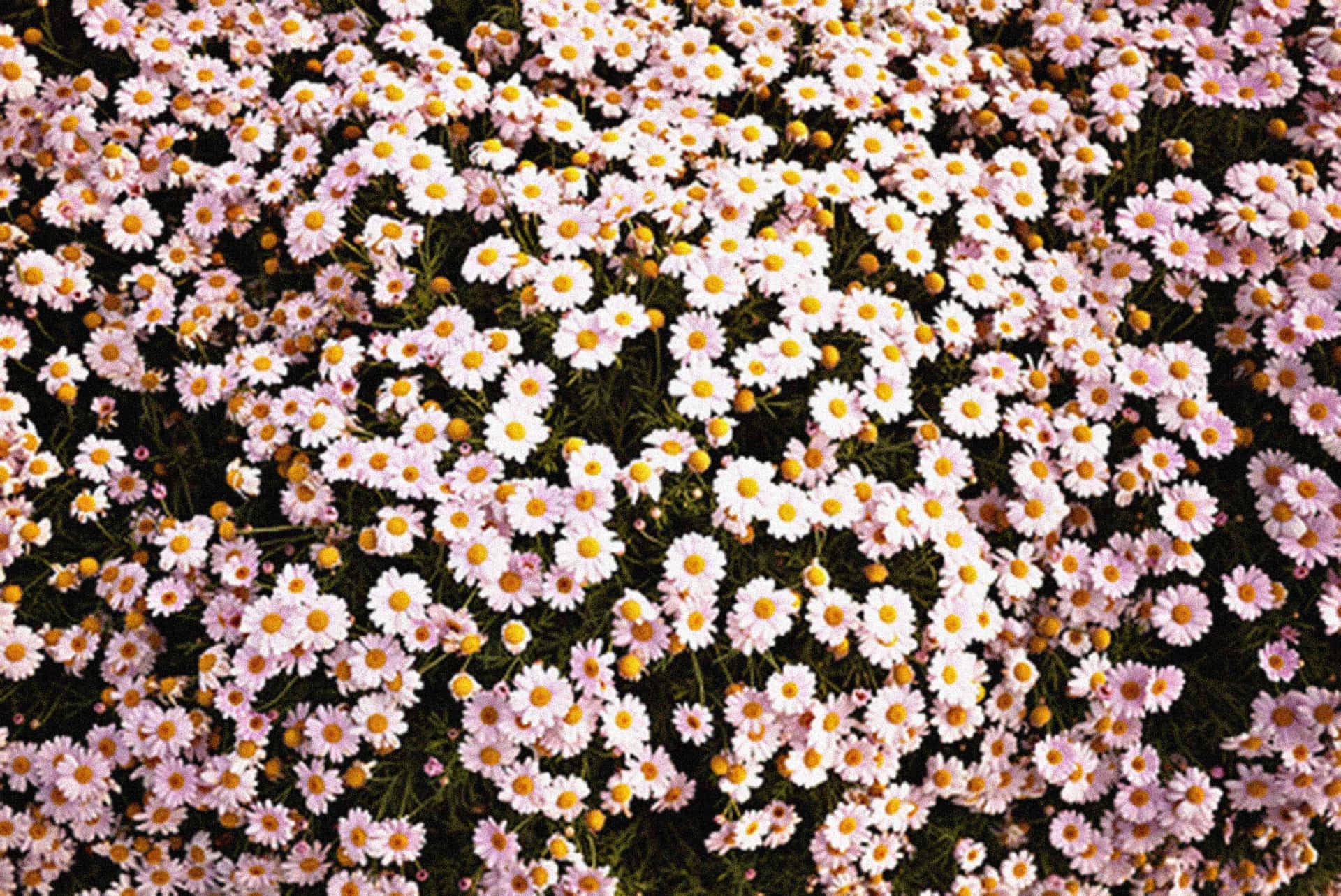 Gänseblümchenlaptop Scheibe Blüten Wallpaper