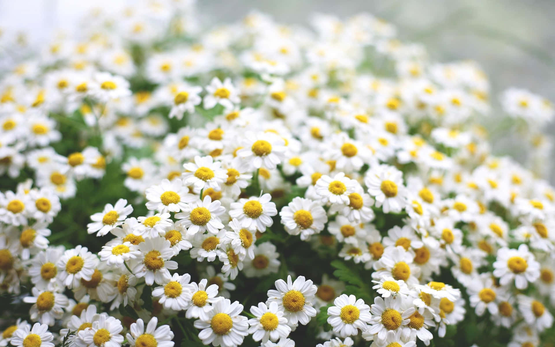 Work Smoothly with Daisy Laptop Wallpaper