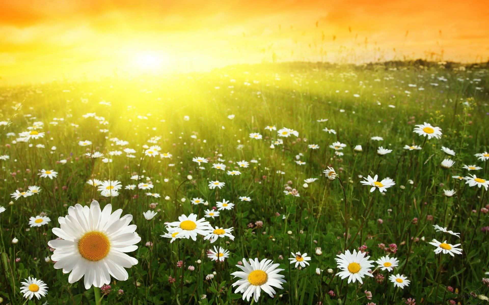 Daisies In The Field At Sunset Wallpaper