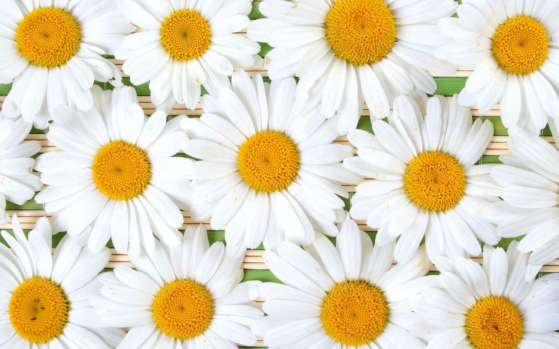 A Bunch Of White Daisies On A Green Background Wallpaper