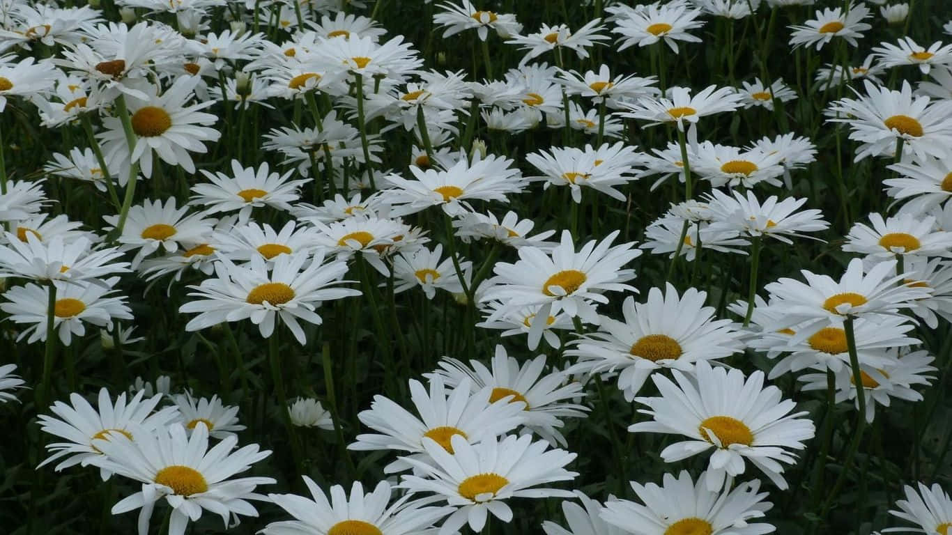A Field Of White Daisies With Yellow Centers Wallpaper