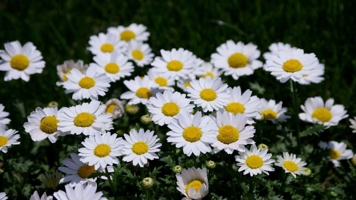 A Field Of White Daisies Wallpaper