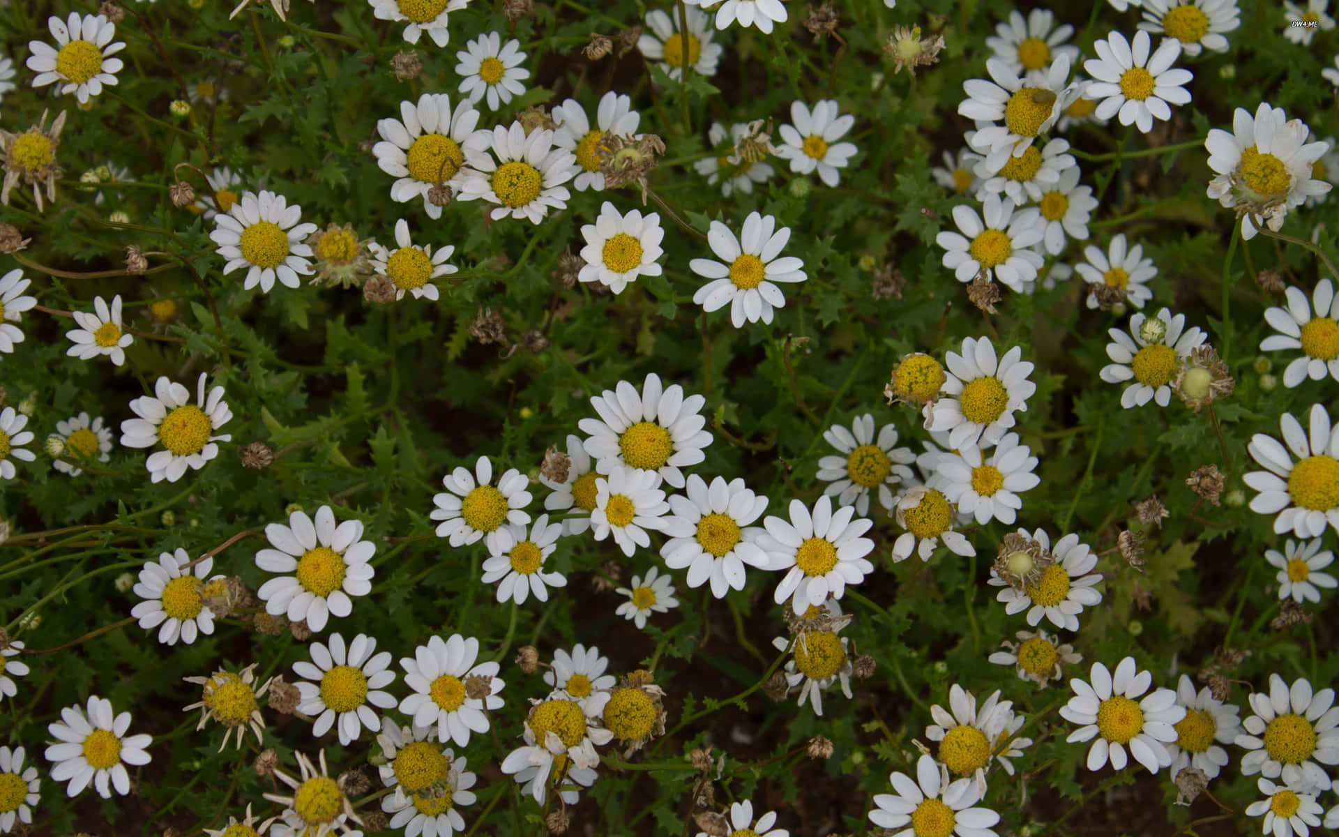 Daisies In The Field With Green Leaves Wallpaper