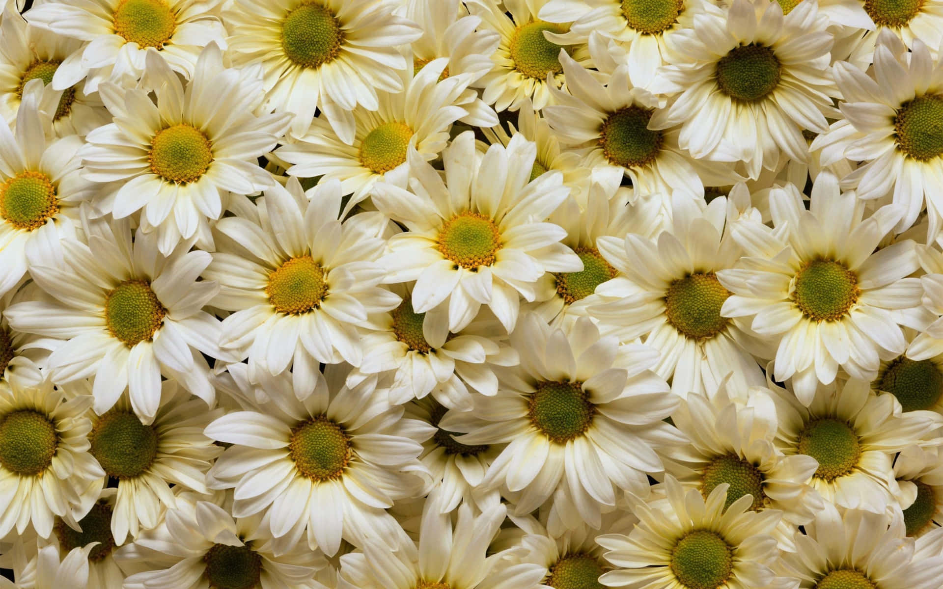 White Daisy Flowers Laptop Wallpaper