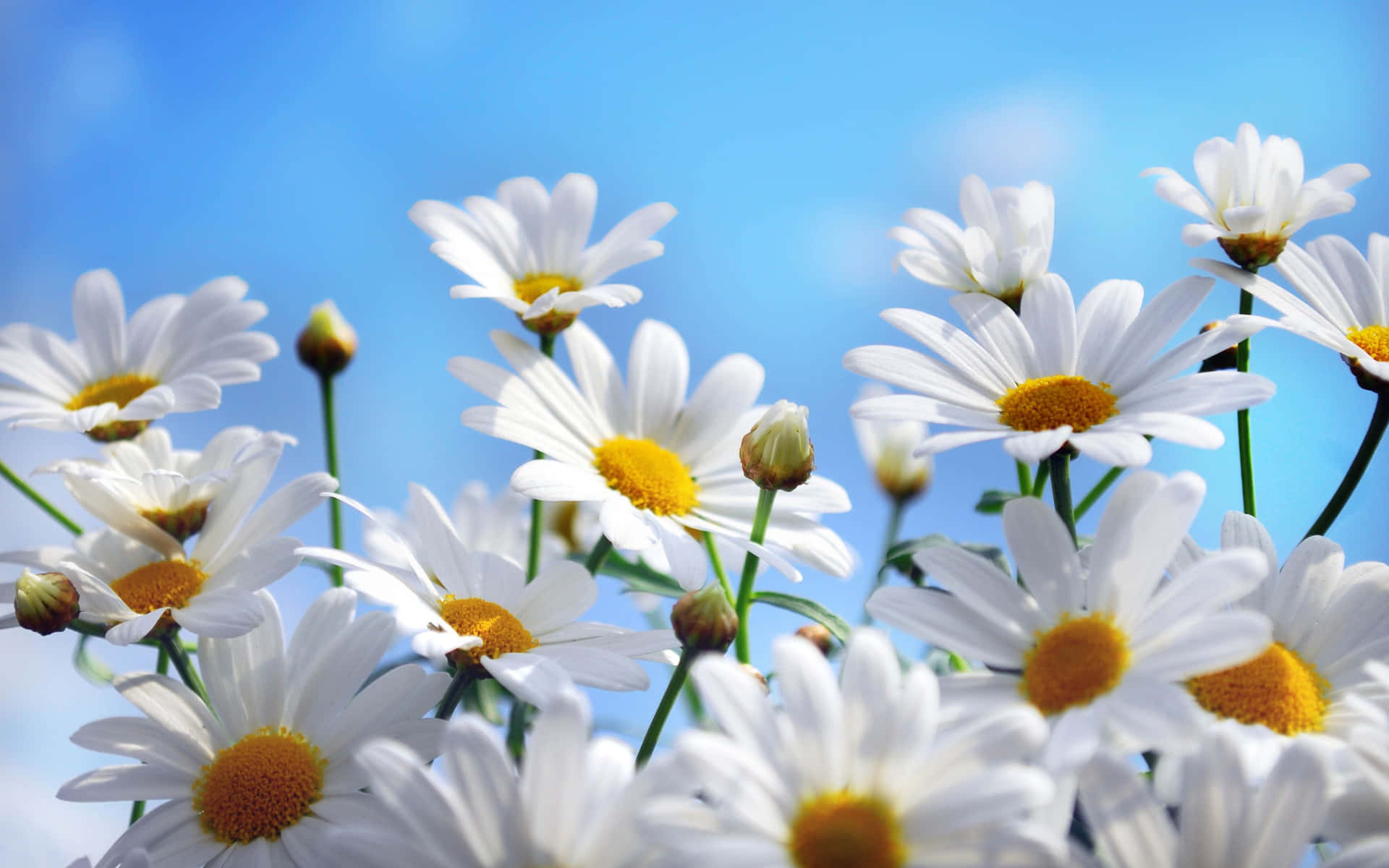 Capture the Moment with Daisy Laptop Wallpaper