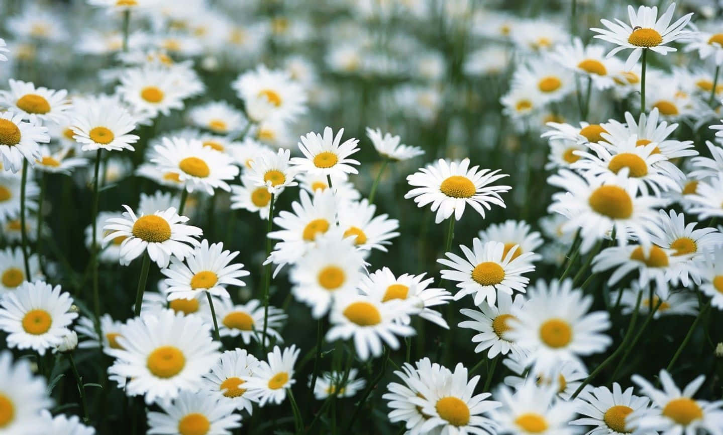 Stay connected with Daisy Laptop Wallpaper
