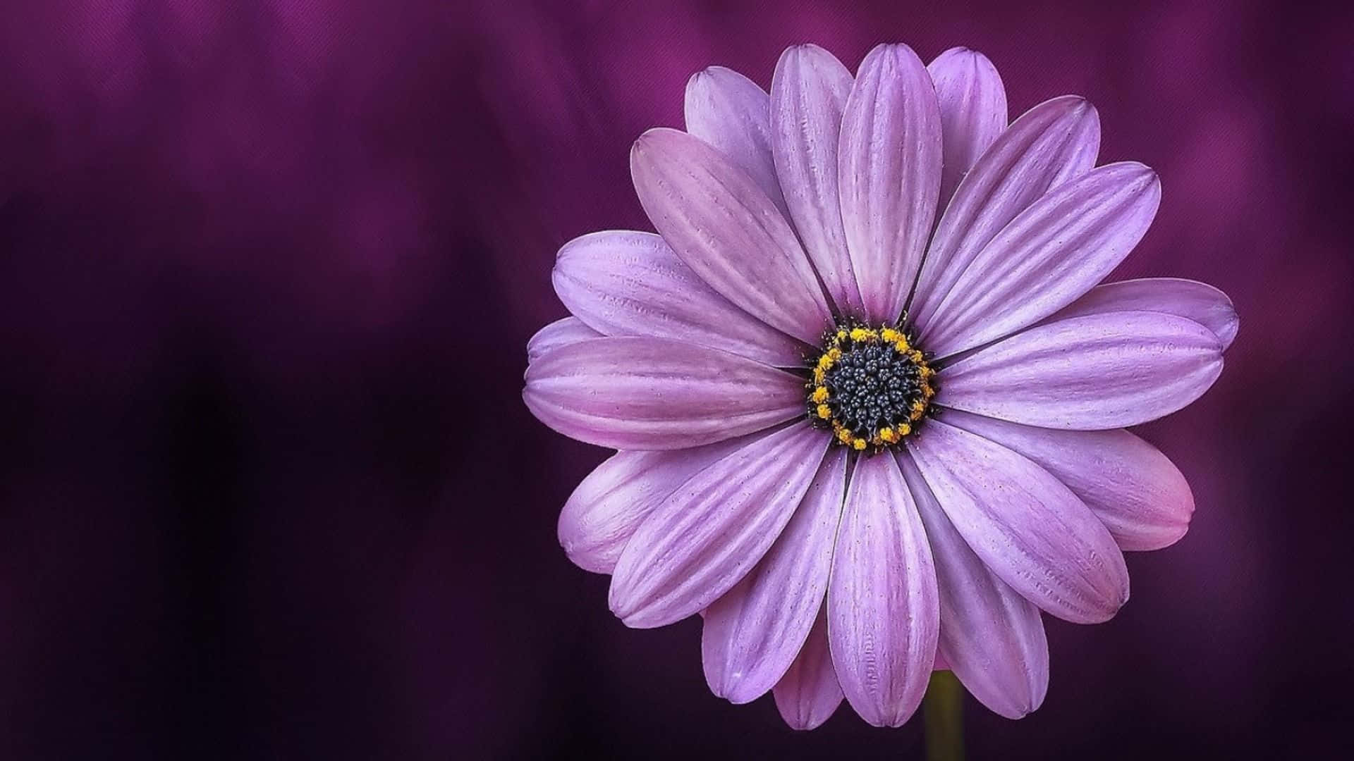 Stay Connected with Daisy Laptop Wallpaper