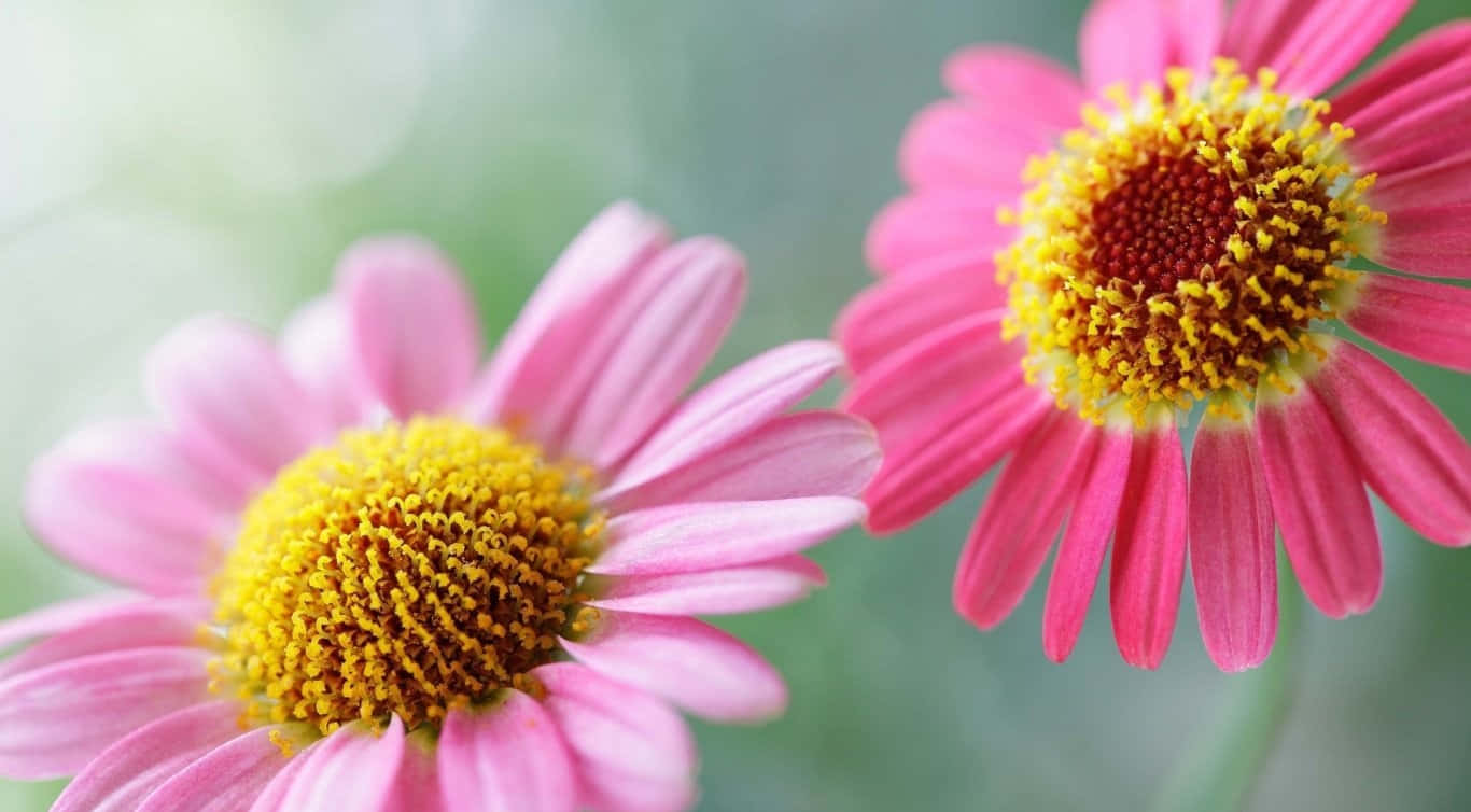 Two Pink Flowers With Yellow Centers Wallpaper
