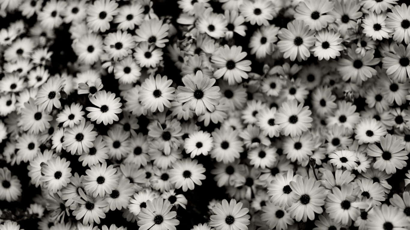 sort og hvid foto af et bundt blomster Wallpaper
