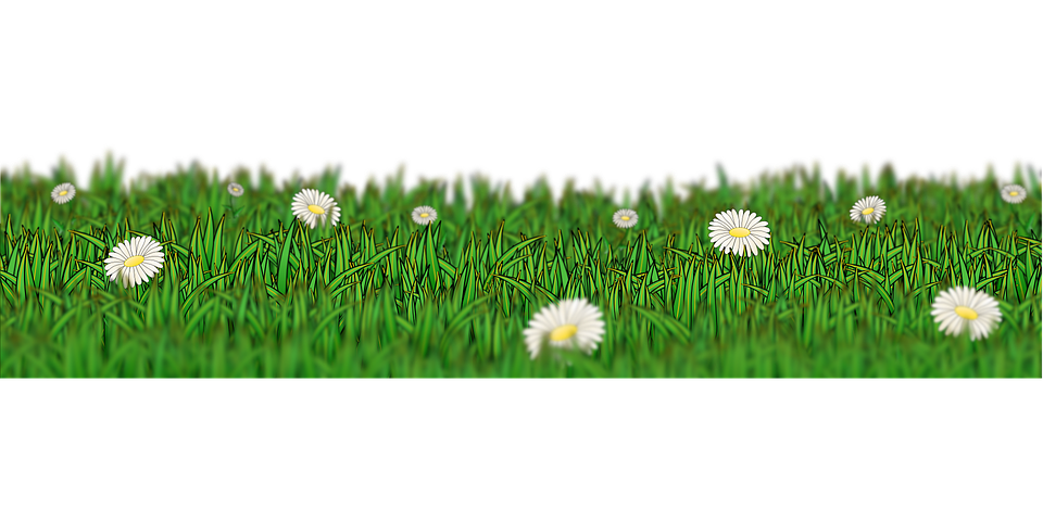 Daisy Meadow Panorama PNG