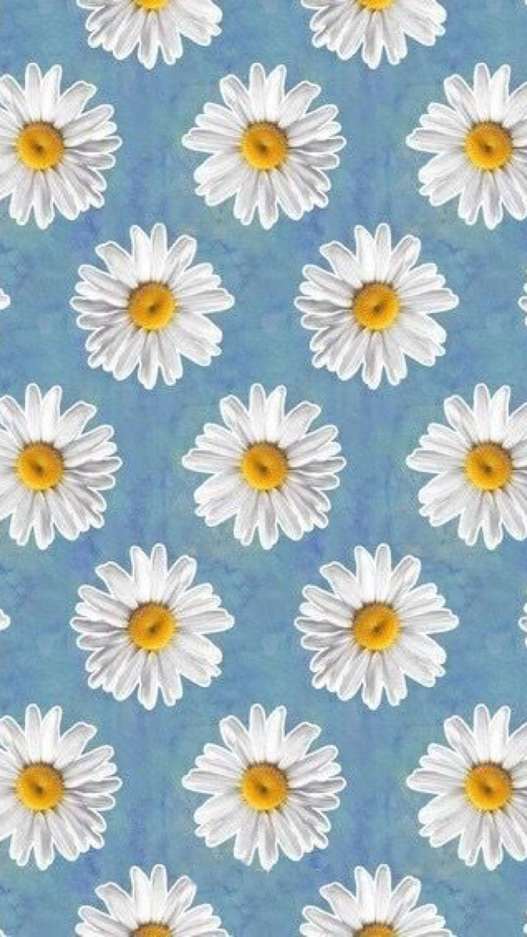 Daisy On Baby Blue Background Phone Wallpaper