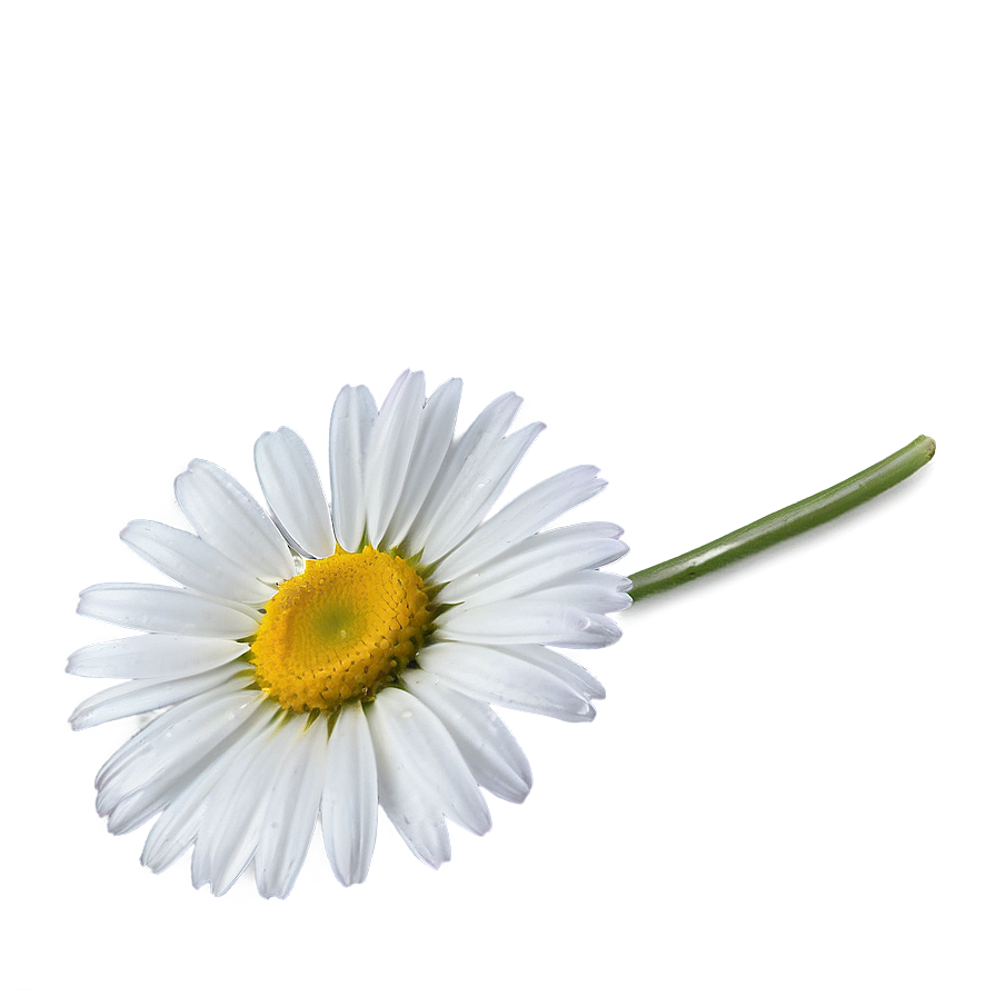 Daisy Outline Png 30 PNG