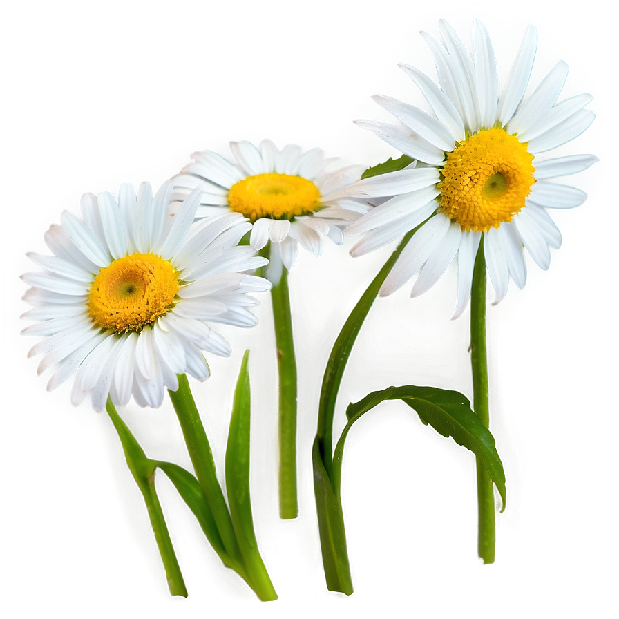 Download Daisy Outline Png Ufl 