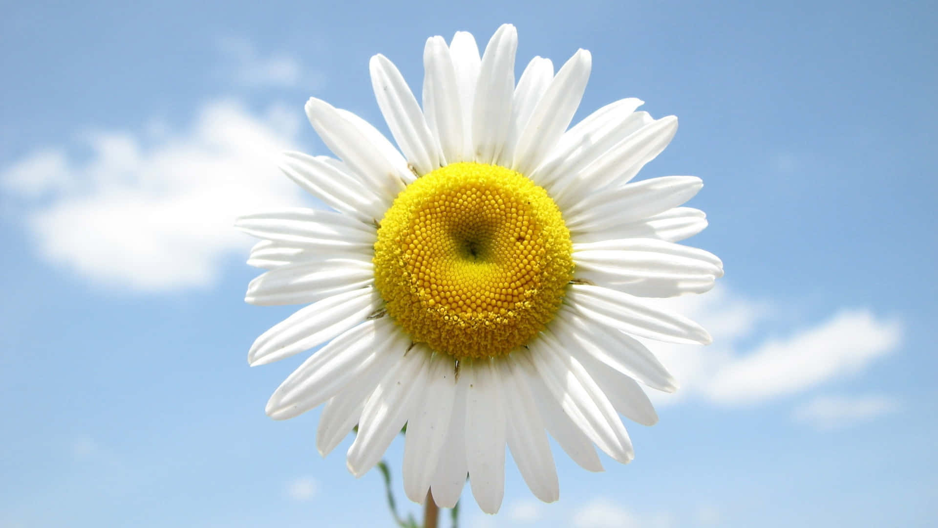 A fun and classic flower, the Daisy, blooming in the sun