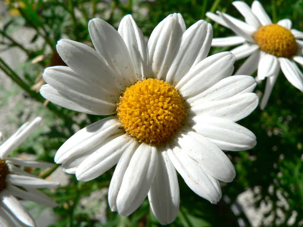 Daisy in the summertime - enjoy the beauty of nature