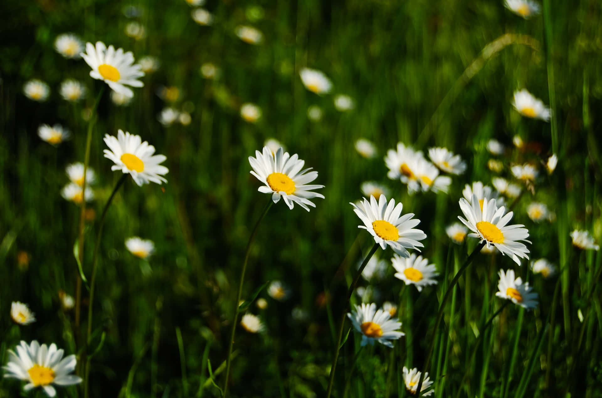 A single daisy on a green field