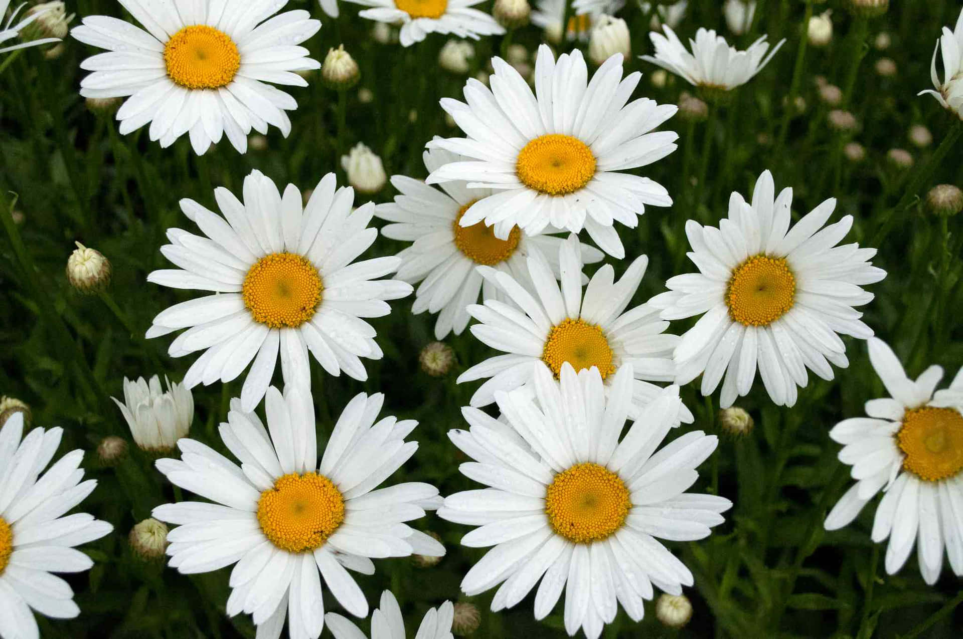 "A Daisy bathed in sunlight, creating a beautiful contrast between the bright yellow petals and the dark green foliage."