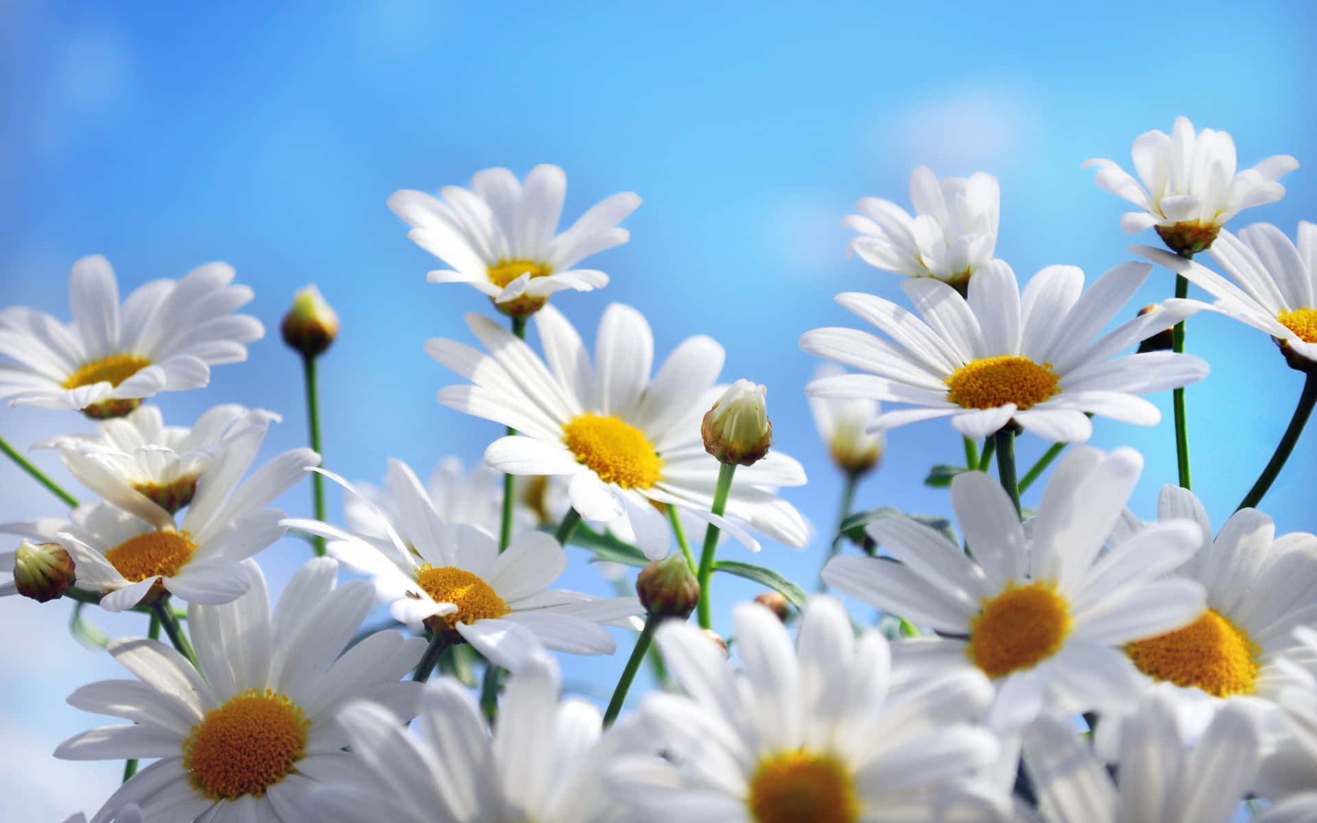 A beautiful daisy glistening in the sunshine