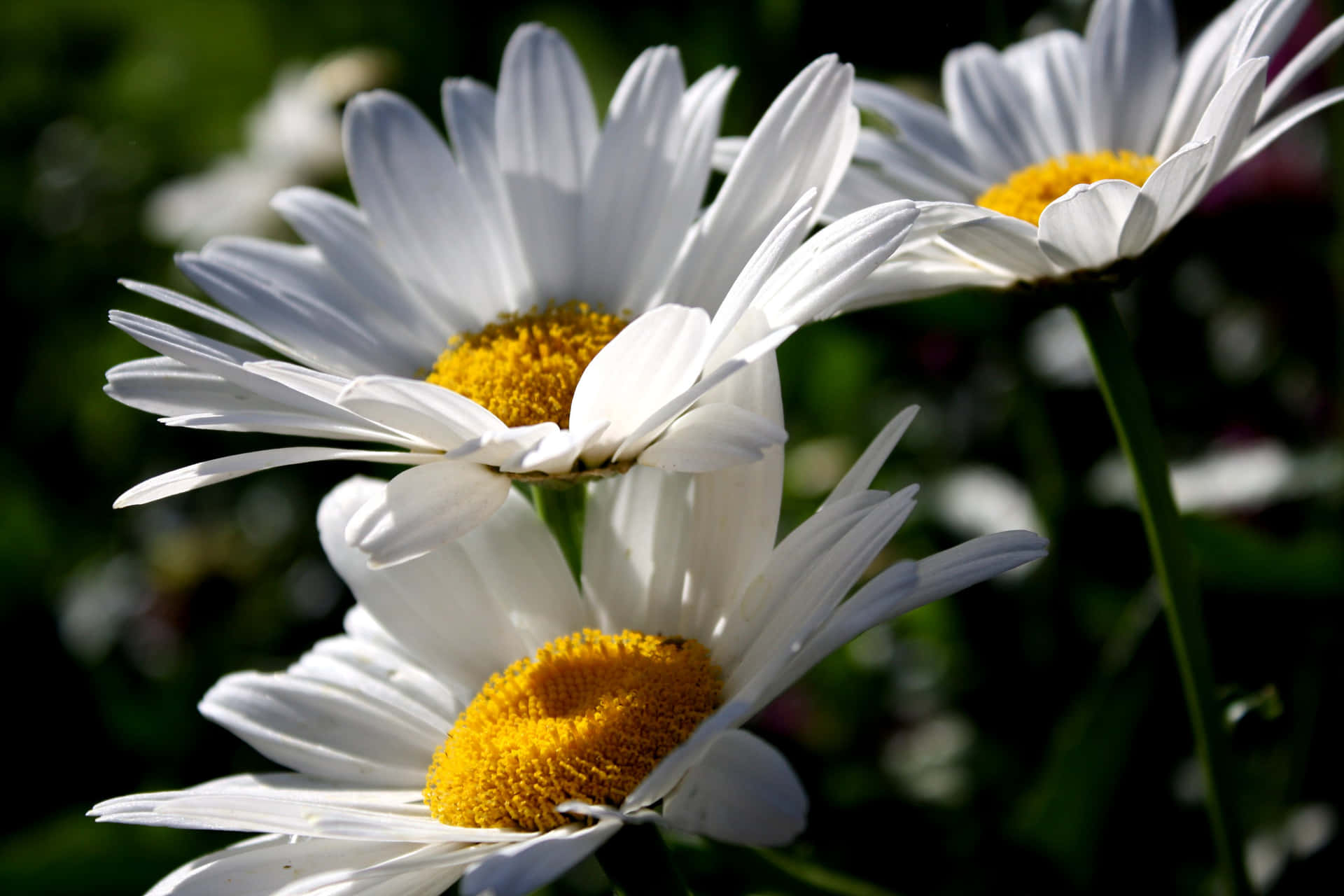 "The Beauty in Nature - A Daisy Flower"