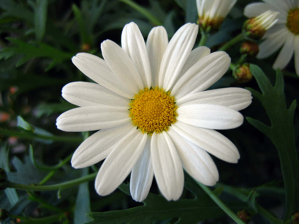 A Daisy Flower Blooming in the Sunshine