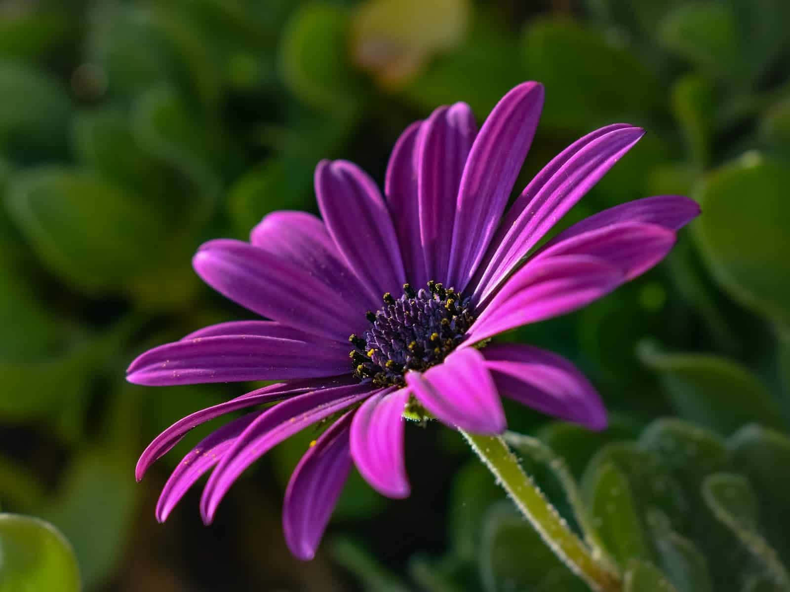 A daisy in profile view with a pink background